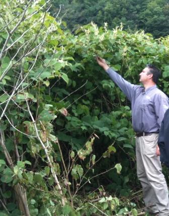 Ian Graham - knotweed
